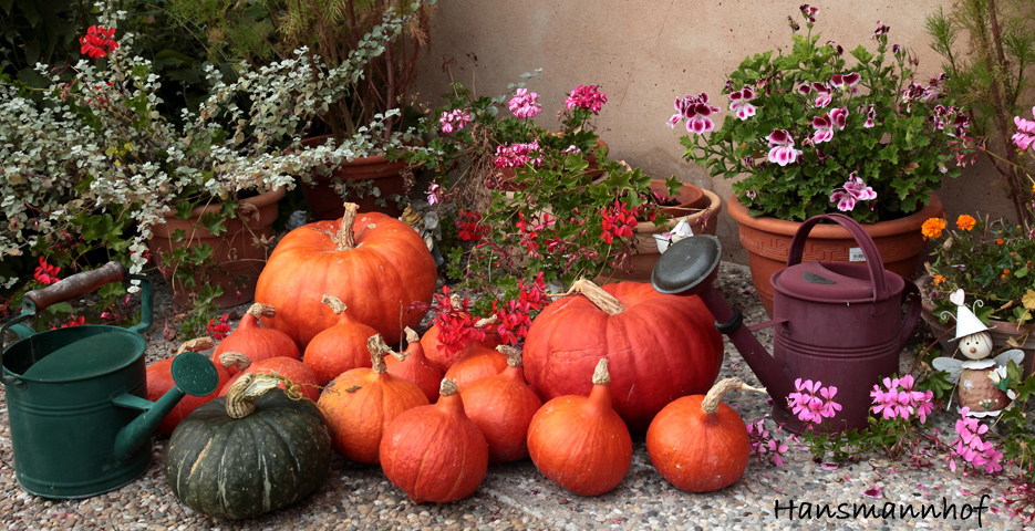 citrouilles.jpg